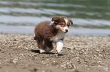 BERGER AUSTRALIEN PUPPIES 139